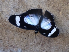 Hypolimnas anthedon anthedon