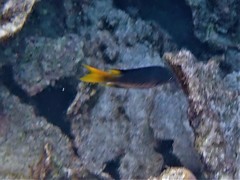 Neopomacentrus azysron