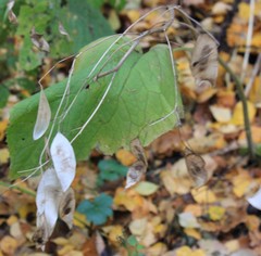 Lunaria rediviva