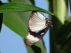 Hypolimnas anthedon anthedon