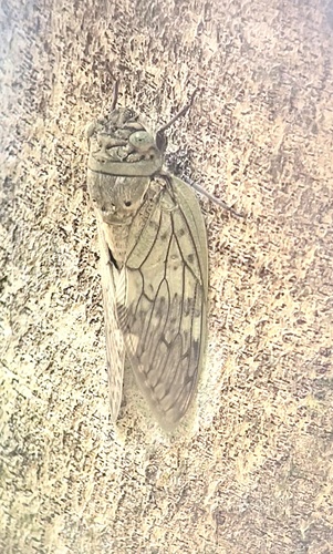 Yanga heathi