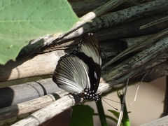 Hypolimnas anthedon anthedon