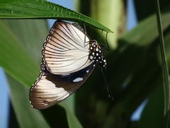 Hypolimnas anthedon anthedon