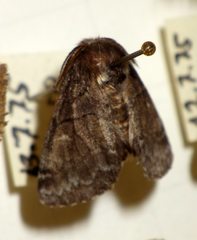 Gluphisia crenata