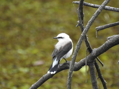 Fluvicola nengeta