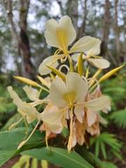 Hedychium flavescens