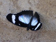 Hypolimnas anthedon anthedon