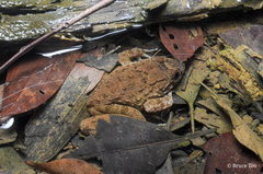 Limnonectes conspicillatus