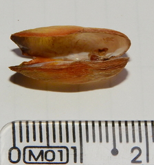 Anticorbula fluviatilis