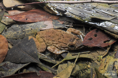 Limnonectes conspicillatus