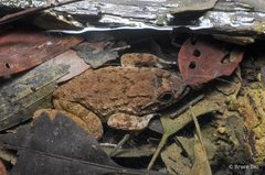 Limnonectes conspicillatus