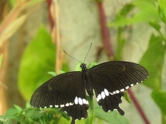Papilio polytes