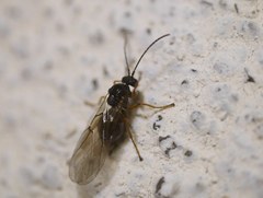 Cynips quercusfolii