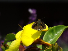 Lon melane vitellina