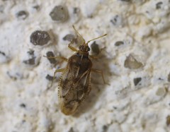 Monosteira unicostata