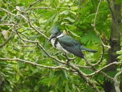 Chloroceryle amazona