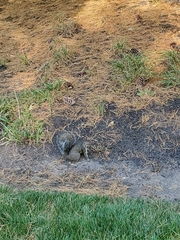 Sciurus carolinensis