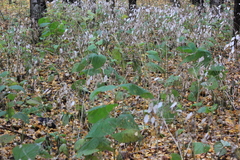 Lunaria rediviva