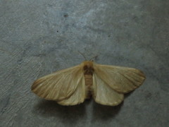 Eupterote bifasciata