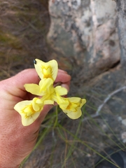 Moraea neglecta