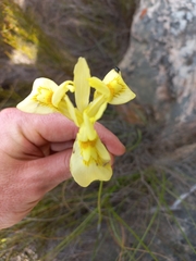 Moraea neglecta