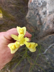 Moraea neglecta
