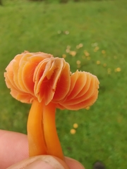 Hygrocybe quieta