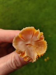 Hygrocybe quieta