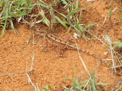 Sitana ponticeriana
