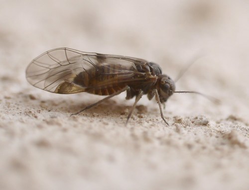 Amphigerontia nuotrauka
