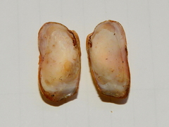 Anticorbula fluviatilis