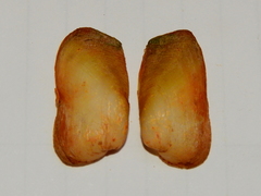 Anticorbula fluviatilis