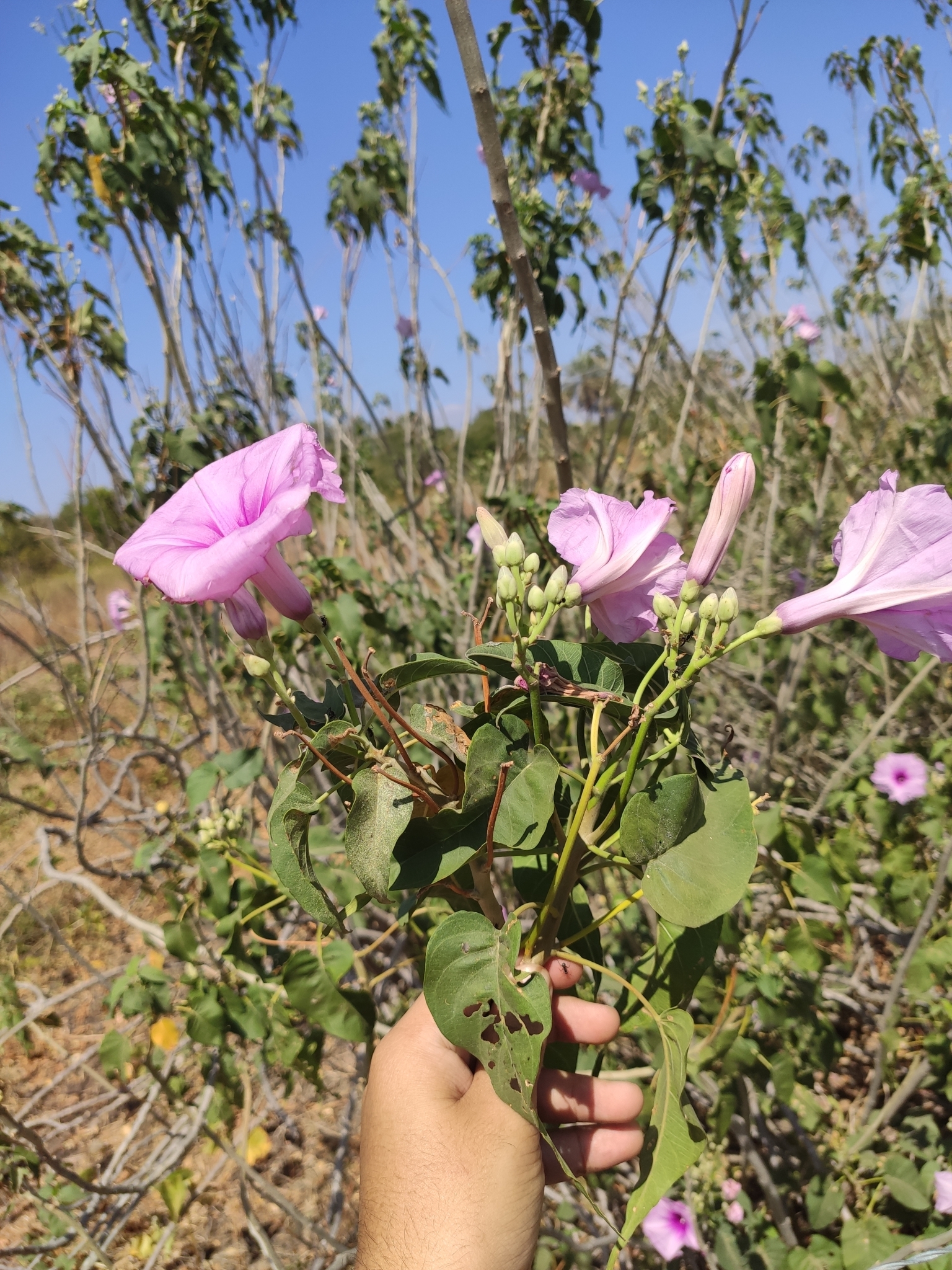 Ipomoea carnea