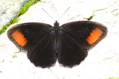 Pedaliodes ereiba