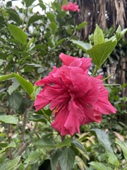 Hibiscus