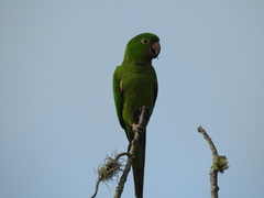 Psittacara leucophthalmus