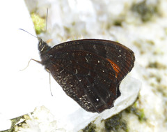 Pedaliodes ereiba