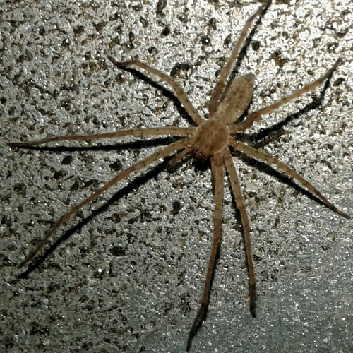 Anyphaena numida