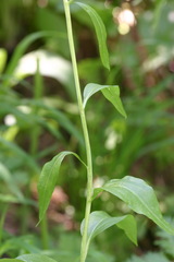 Eutrema integrifolium