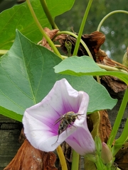 Dielis plumipes