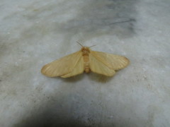 Eupterote bifasciata