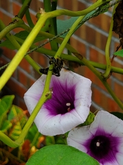 Dielis plumipes