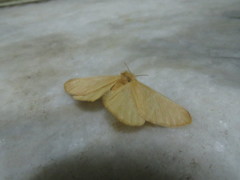 Eupterote bifasciata