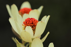 Leucadendron discolor