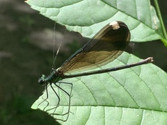 Calopteryx maculata