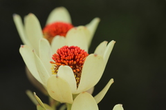 Leucadendron discolor