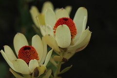 Leucadendron discolor