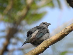 Thraupis sayaca
