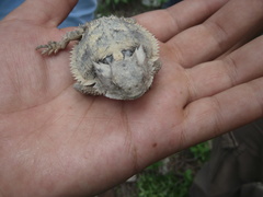 Phrynosoma taurus