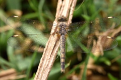 Brachythemis impartita